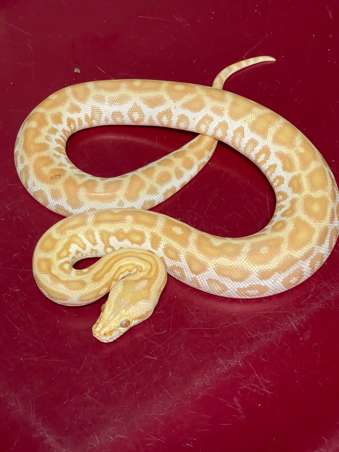 Pearl Het Champagne 50% Het Green/Granite Burmese Python by D-Rassic ...
