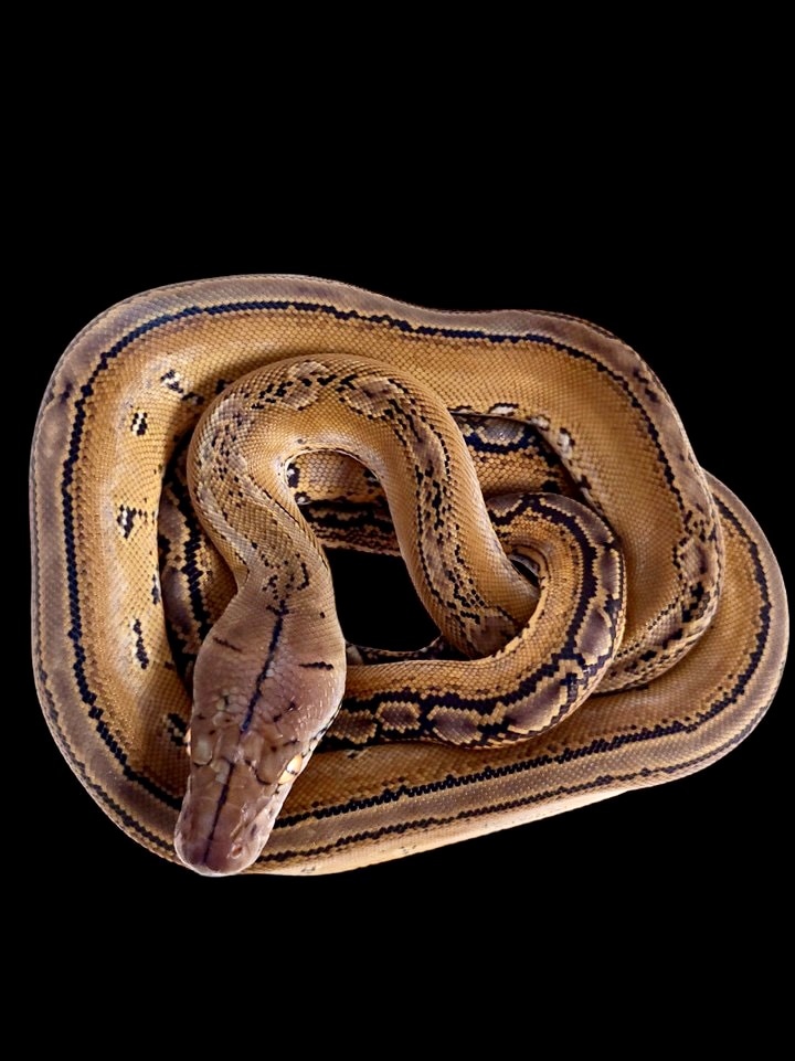 Marble 50% Calico Blood Reticulated Python by D-Rassic Park - MorphMarket