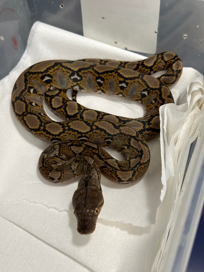 Normal With 50% Calico Blood Reticulated Python by D-Rassic Park