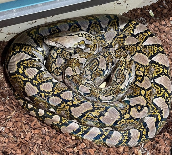 Proven Citrus Line Dh Albino Anthrax Reticulated Python by D-Rassic Park