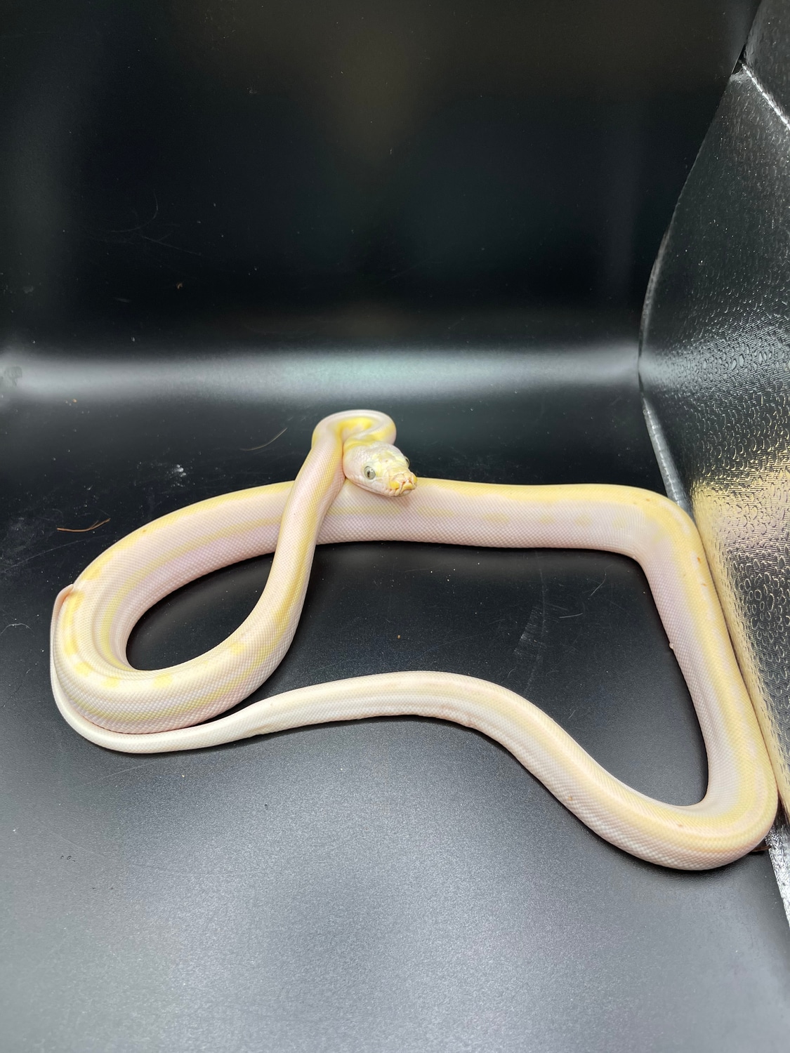 Cow Pos Sunfire/Genetic Stripe Reticulated Python by D-Rassic Park ...