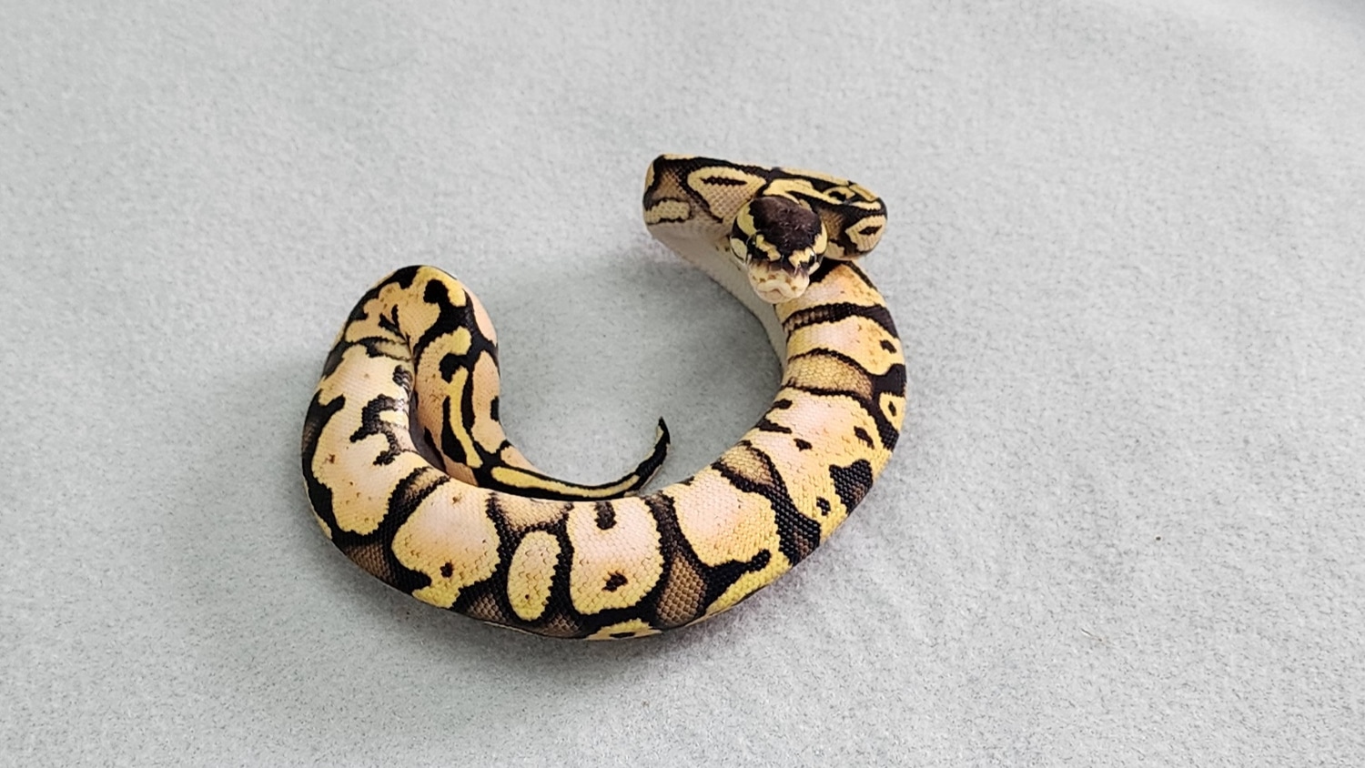 Pastel Sugar Ball Python by Thumb Balls Ball Pythons - MorphMarket