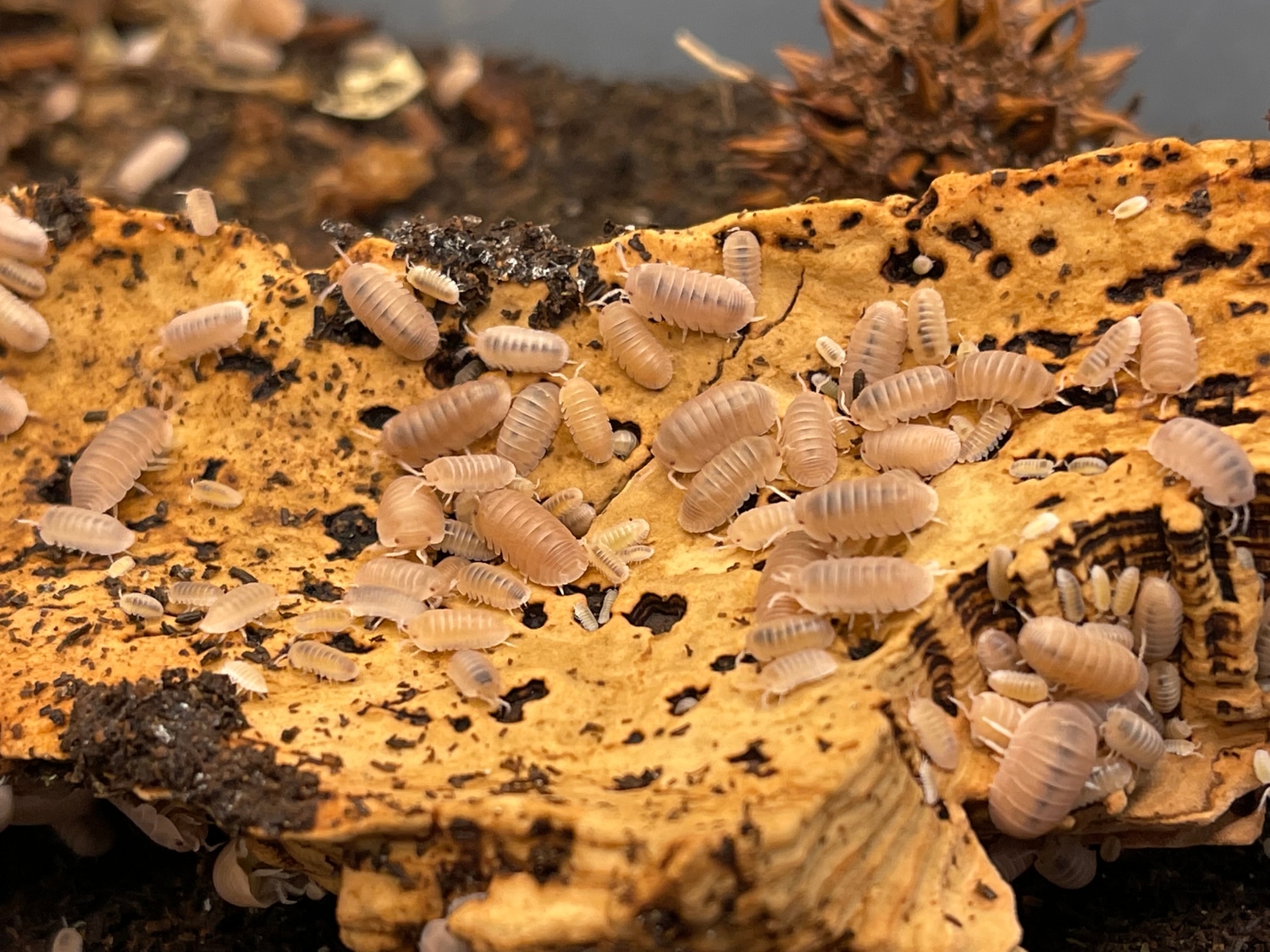 Cubaris Murina Papaya 10 CT’s Isopod by Tice Reptiles MorphMarket