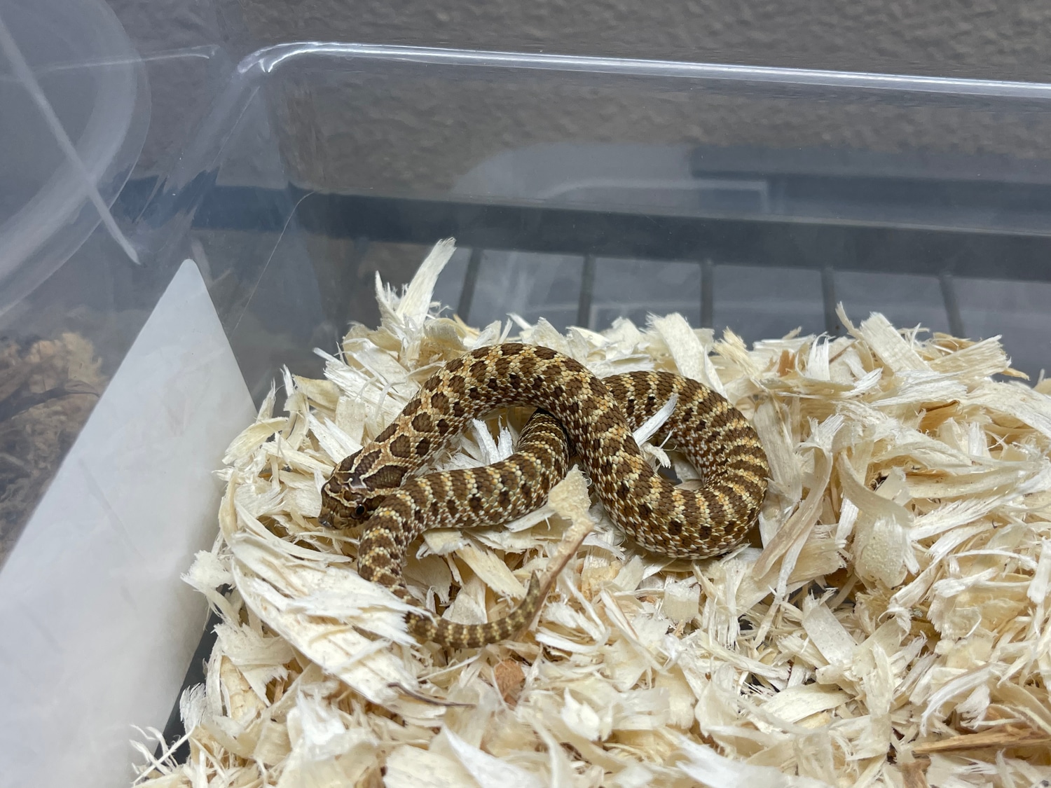 66 Poss Het Coral Western Hognose by Tice Reptiles MorphMarket