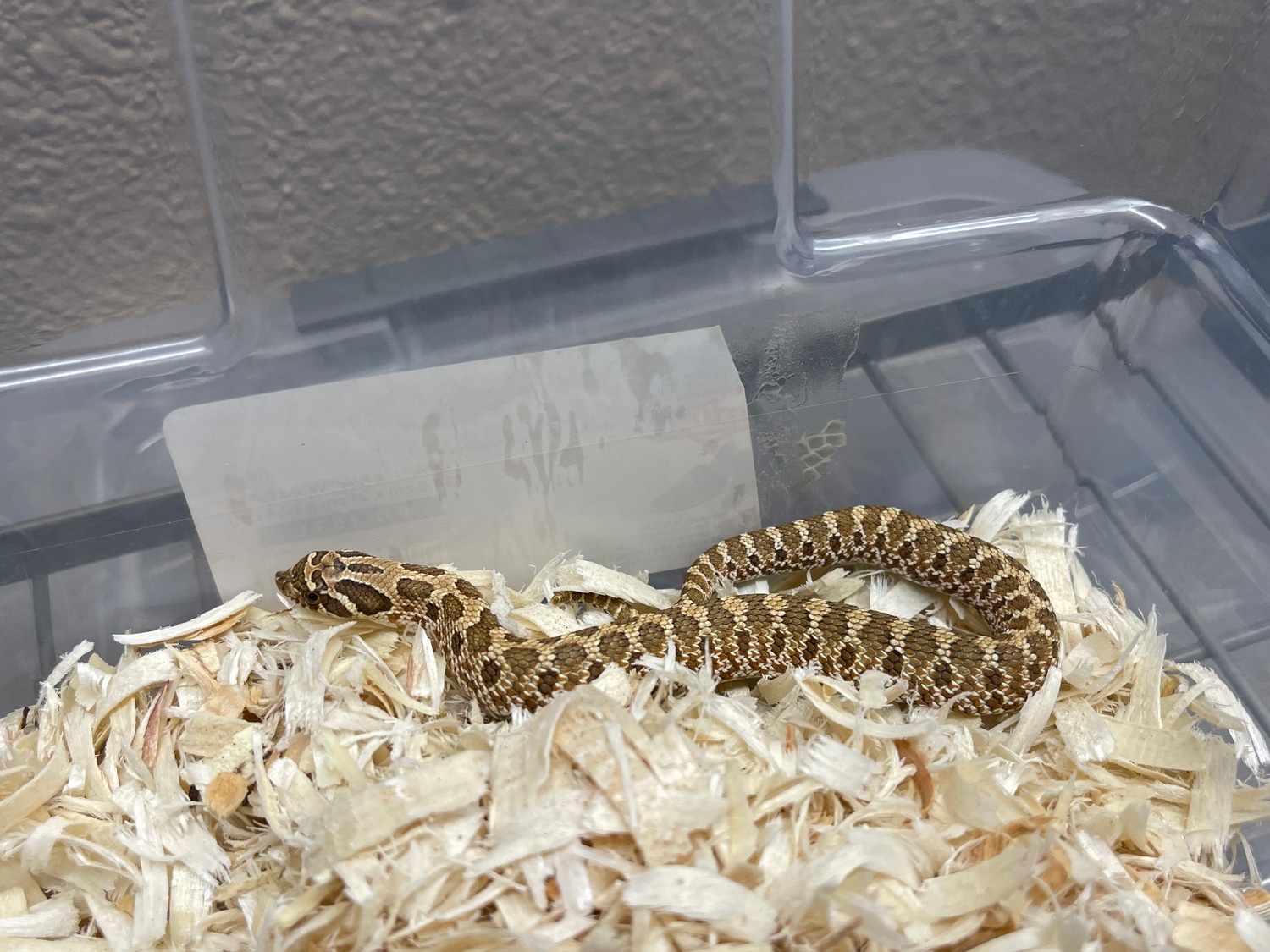 66-poss-het-coral-western-hognose-by-tice-reptiles-morphmarket