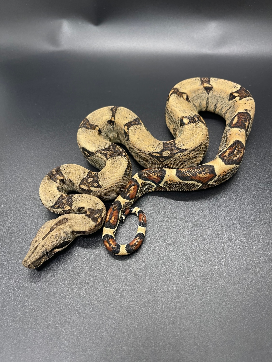 Pastel Dream Boa Constrictor by Tice Reptiles MorphMarket