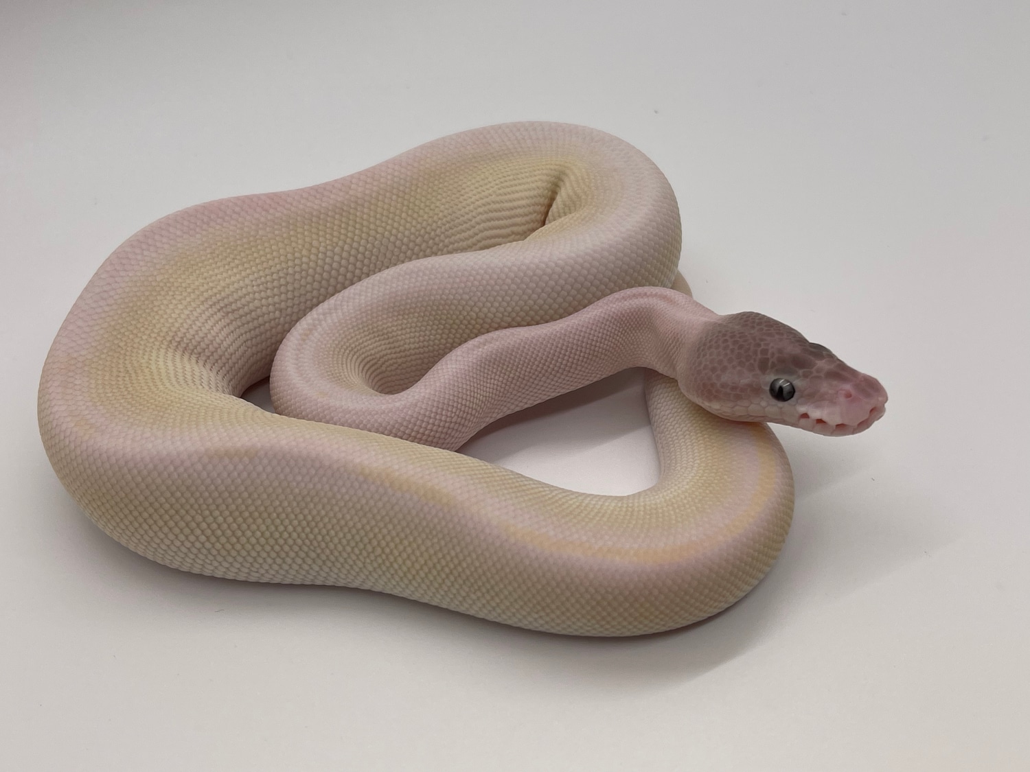 Super Mojave Ball Python by Tice Reptiles - MorphMarket