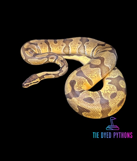 Orange Dream Enchi Pos Het Clown Ball Python by Tie Dyed Pythons
