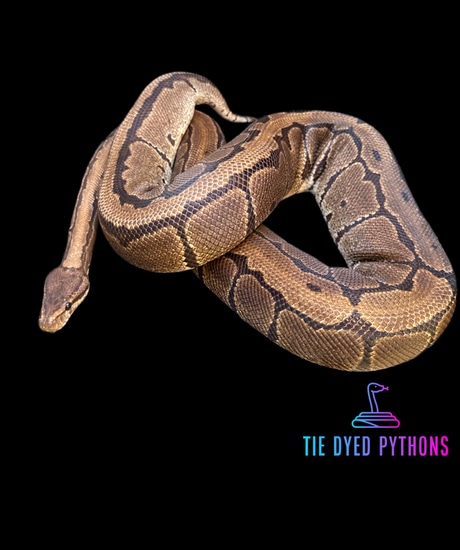 Chocolate Pinstripe Het Ultramel Ball Python by Tie Dyed Pythons