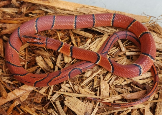 Curated visual reference: Picture Idea: Broad Banded Bamboo Rat Snake By Tierra De Morelia