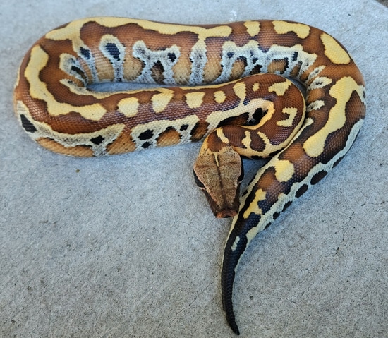 Red Blood Het T-Negative Albino Blood Python by Tierra de Morelia