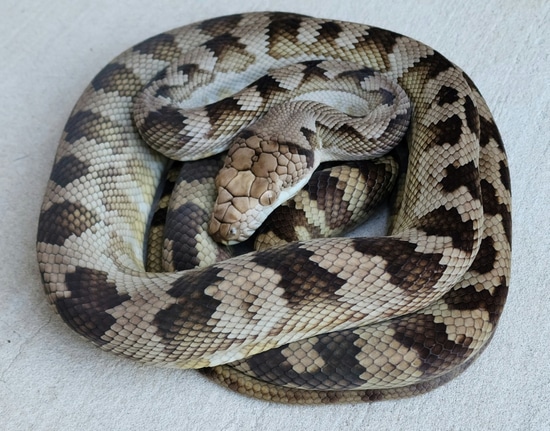 Halmahera Python Scrub Python by Tierra de Morelia