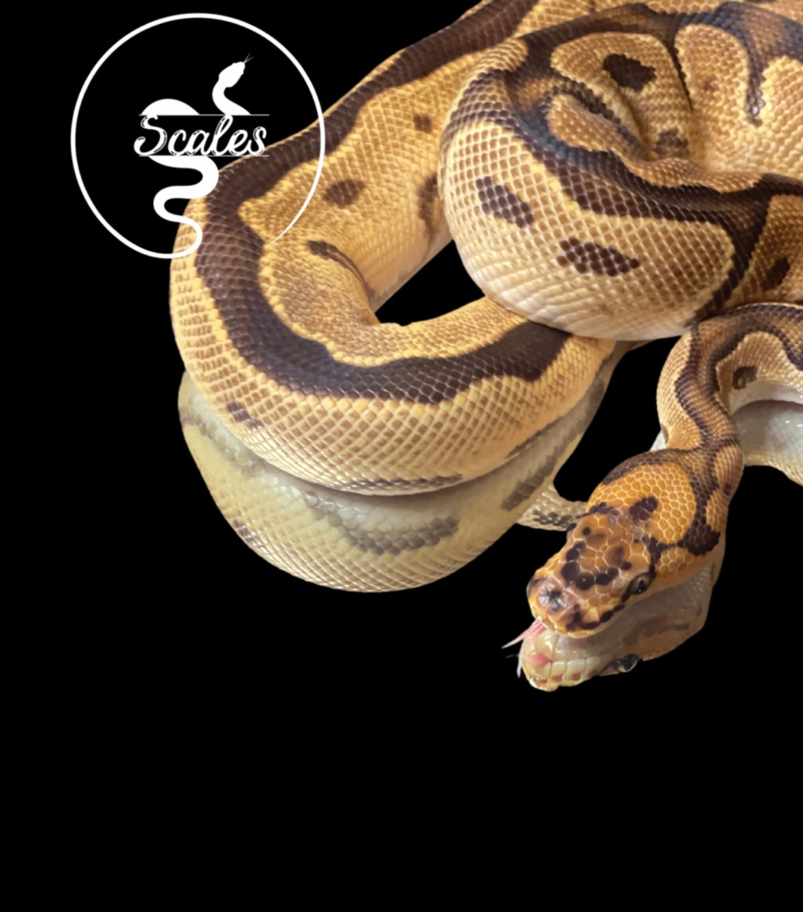 Orange Dream Clown Male Ball Python by Reptile Bae - MorphMarket
