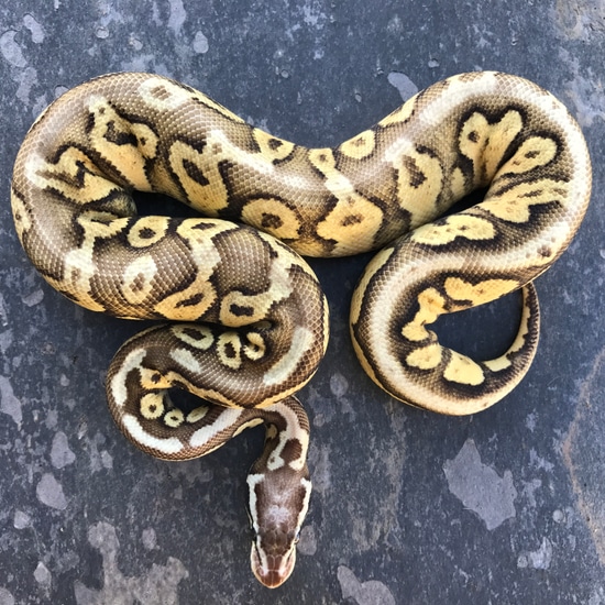 Super Pastel Fire HRA Ball Python by Sacred Reptiles