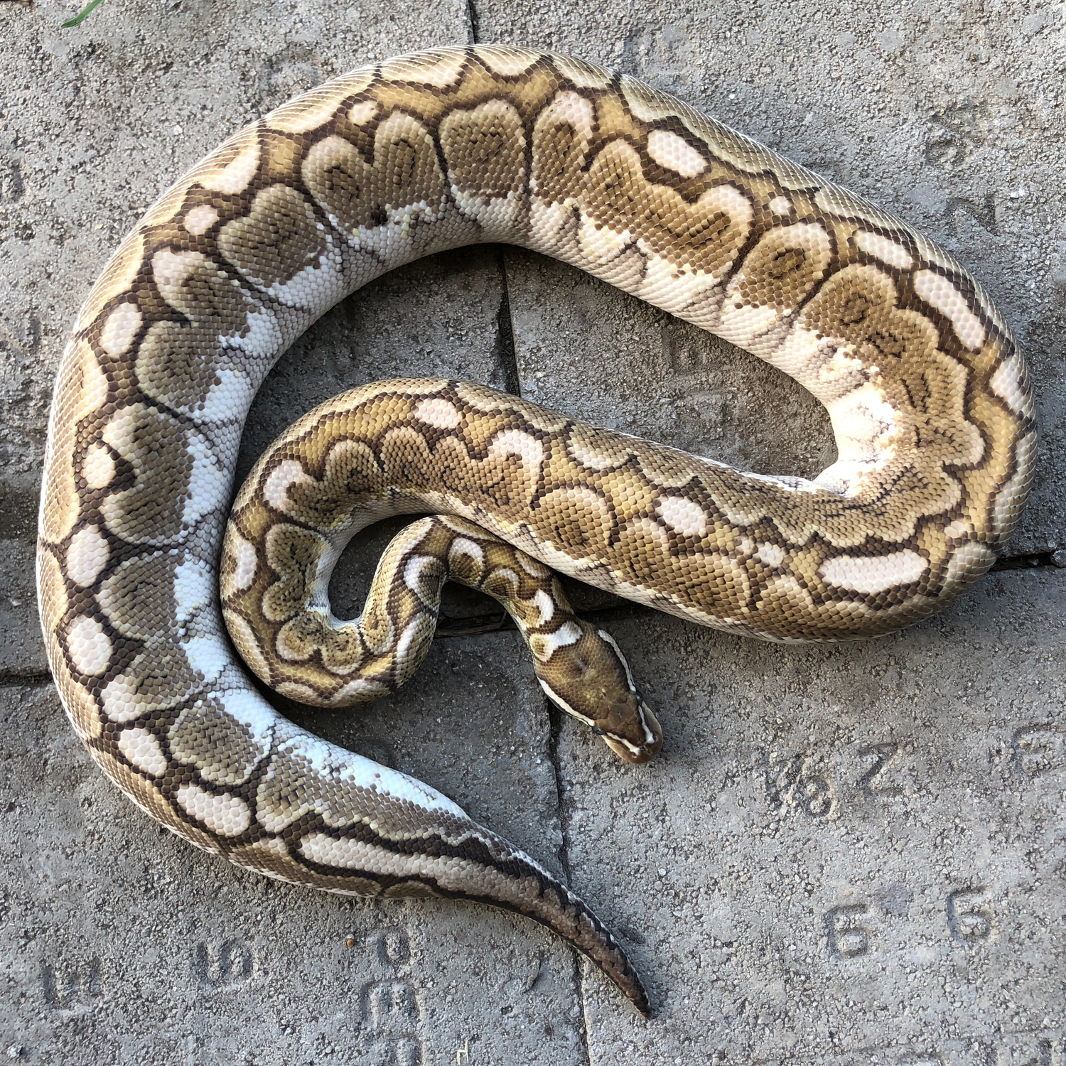 Green Pastel Bamboo Ball Python by Sacred Reptiles - MorphMarket