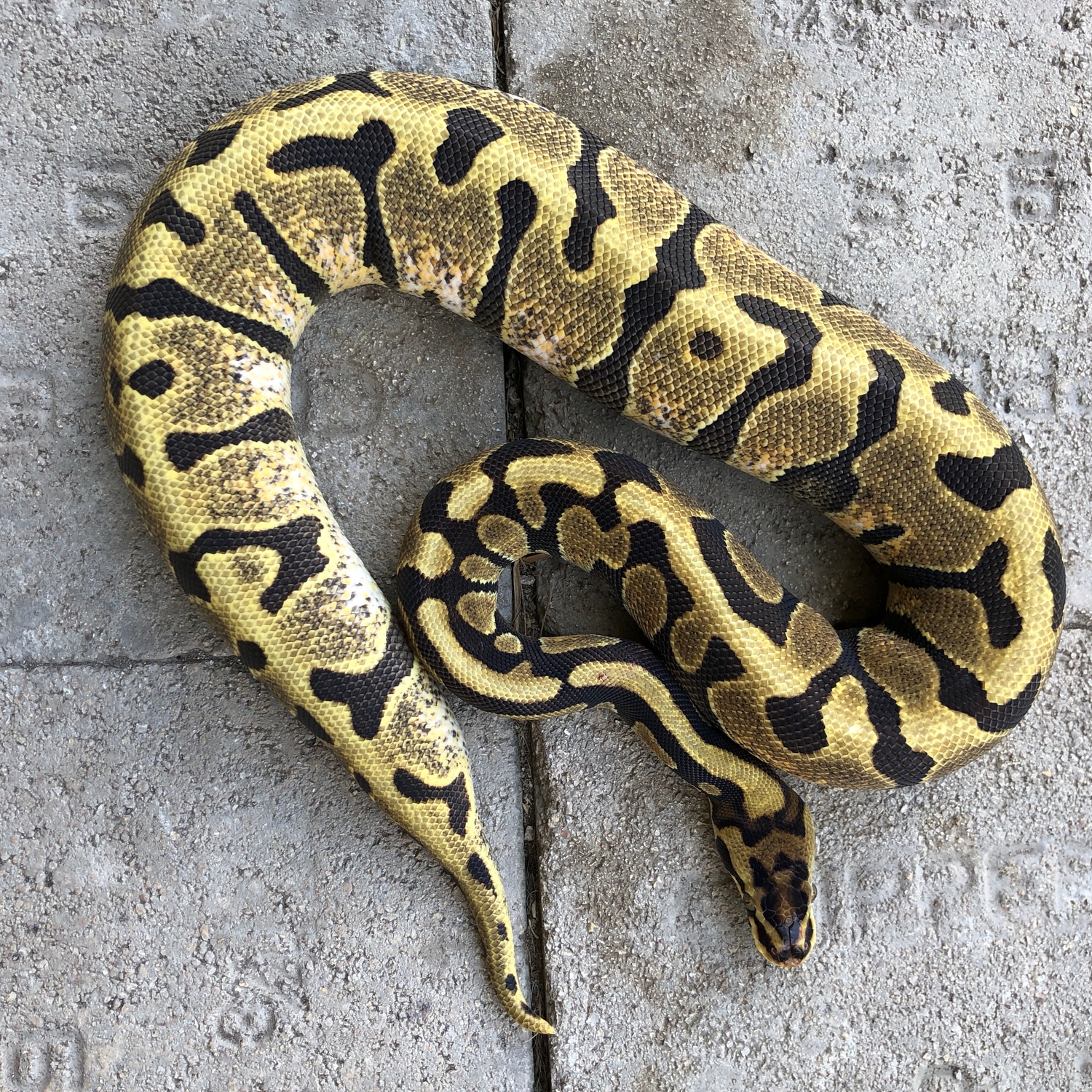 Enchi Spotnose Ball Python by Sacred Reptiles - MorphMarket