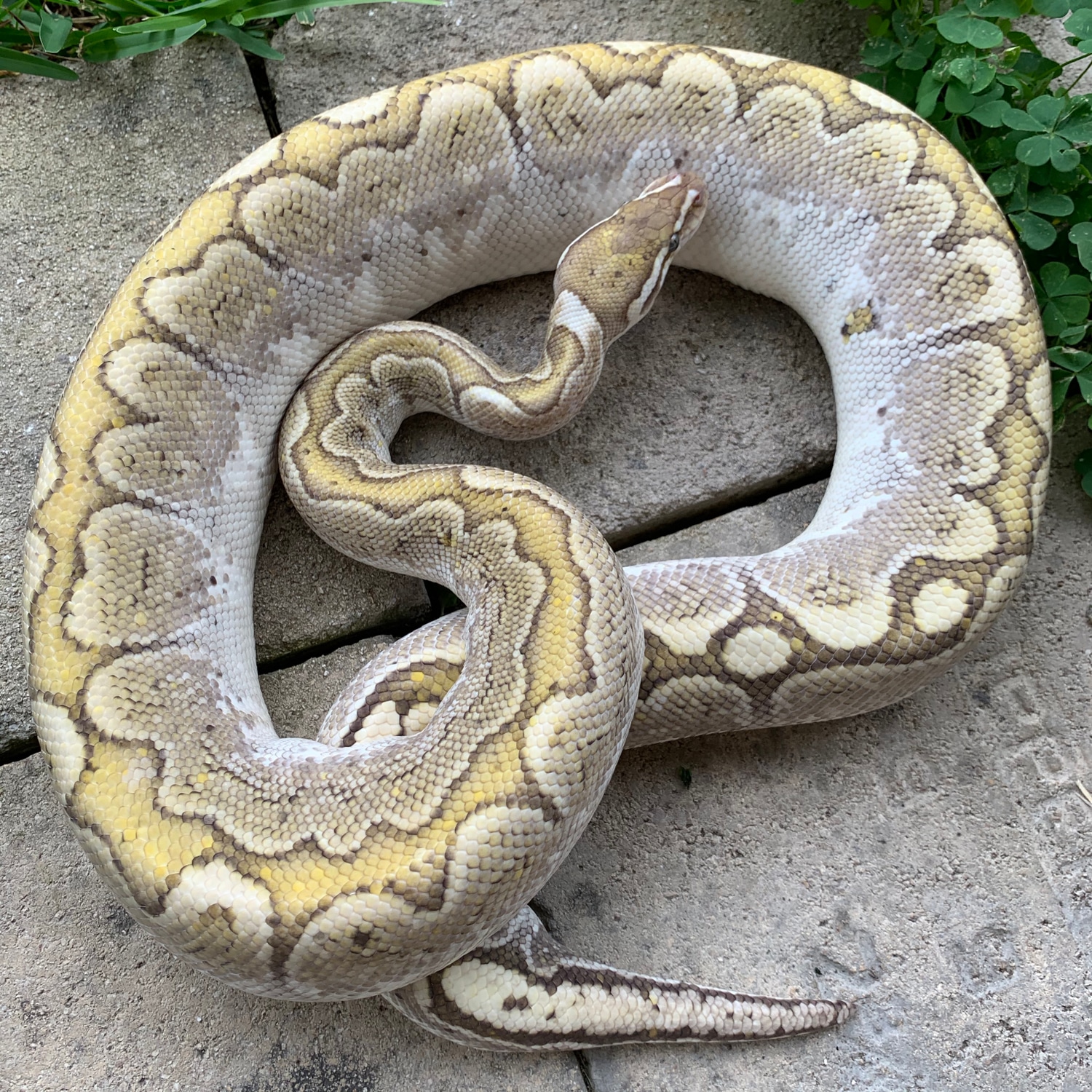 Green Pastel Bamboo Ball Python by Sacred Reptiles - MorphMarket