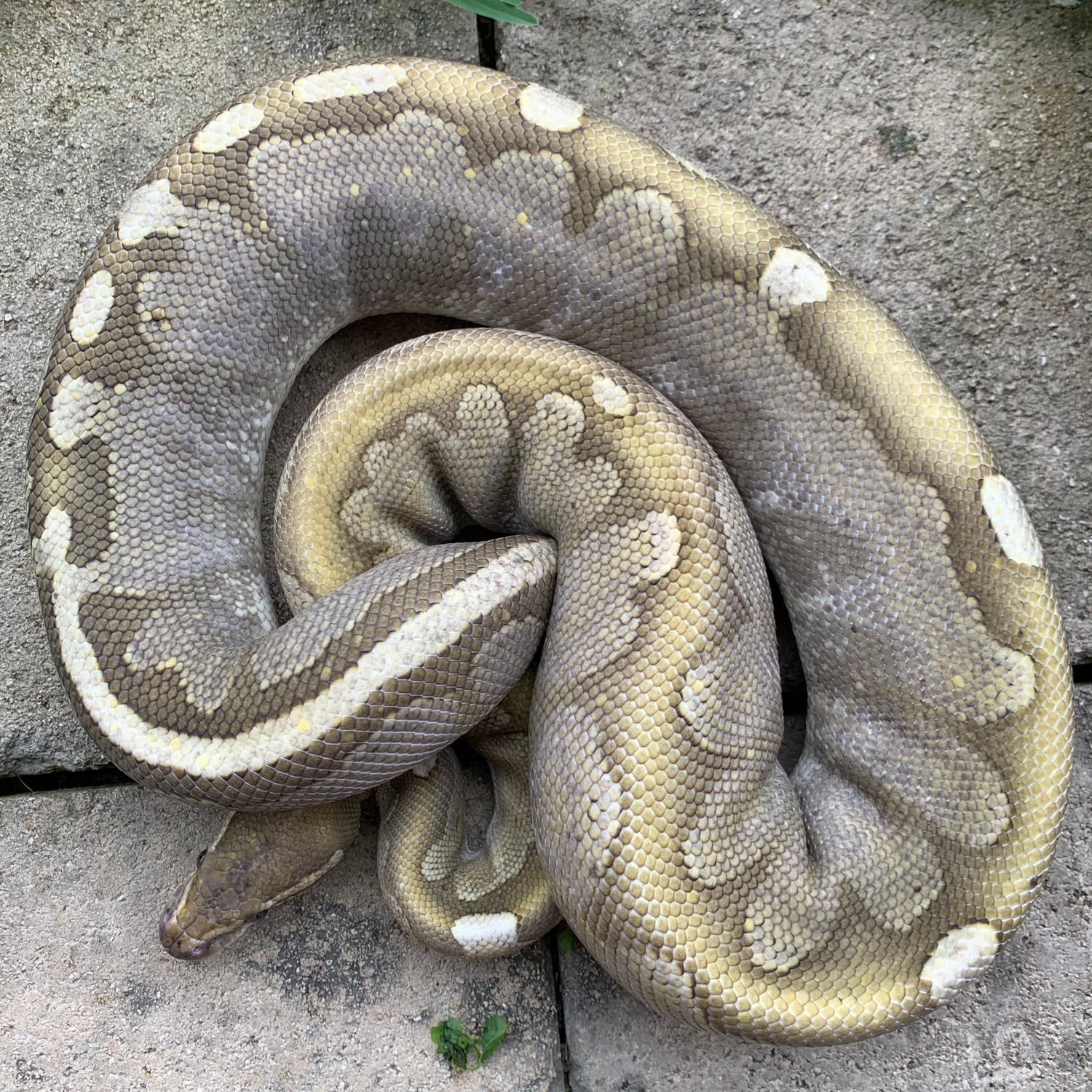 Dinker Bamboo Ball Python by Sacred Reptiles - MorphMarket