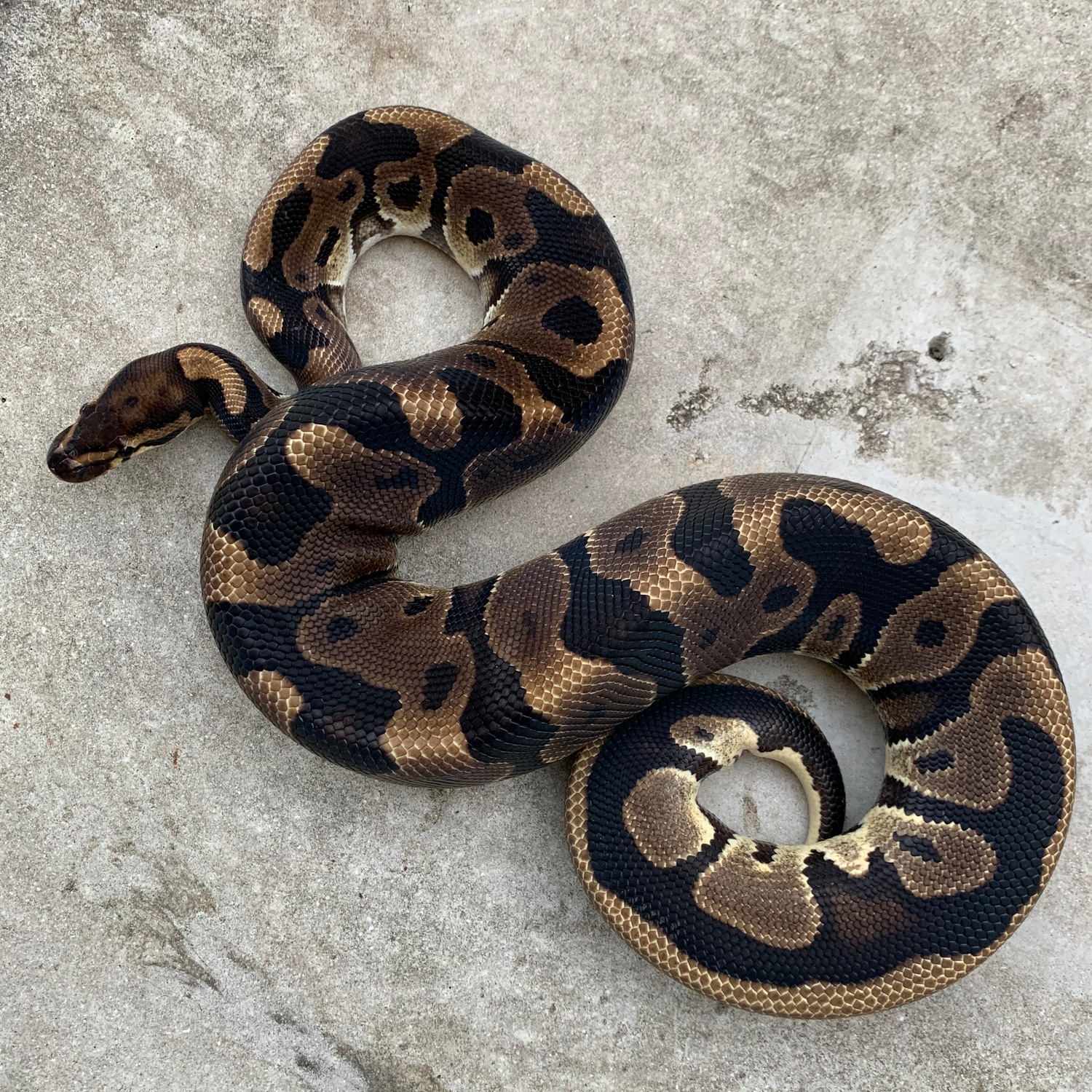 Leopard Ball Python by Sacred Reptiles - MorphMarket