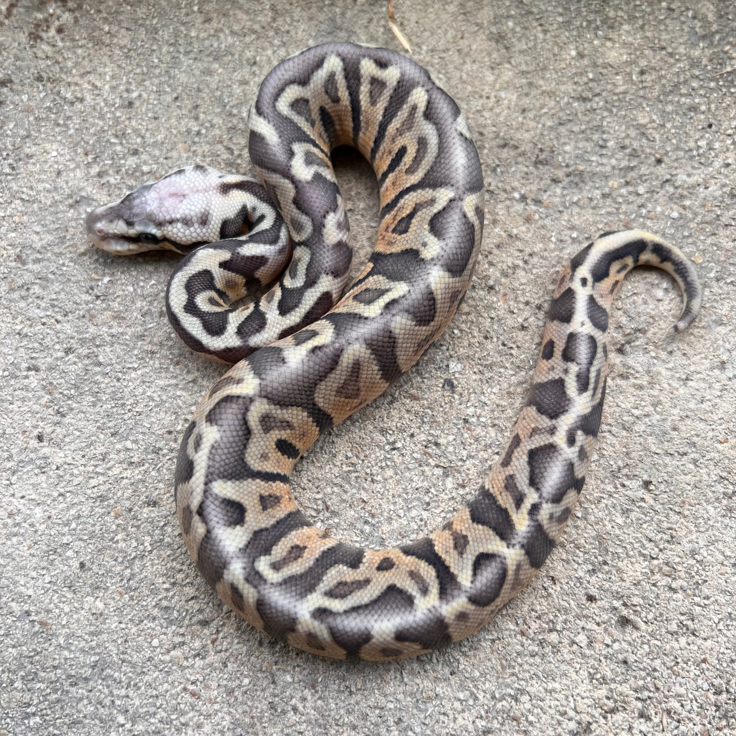 GHI Super Pastel Leopard 100% Het Hypo Ball Python by Sacred Reptiles ...