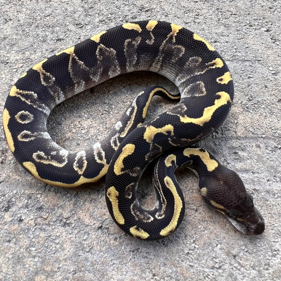 GHI Mojave Leopard 100% Het Hypo Ball Python by Sacred Reptiles