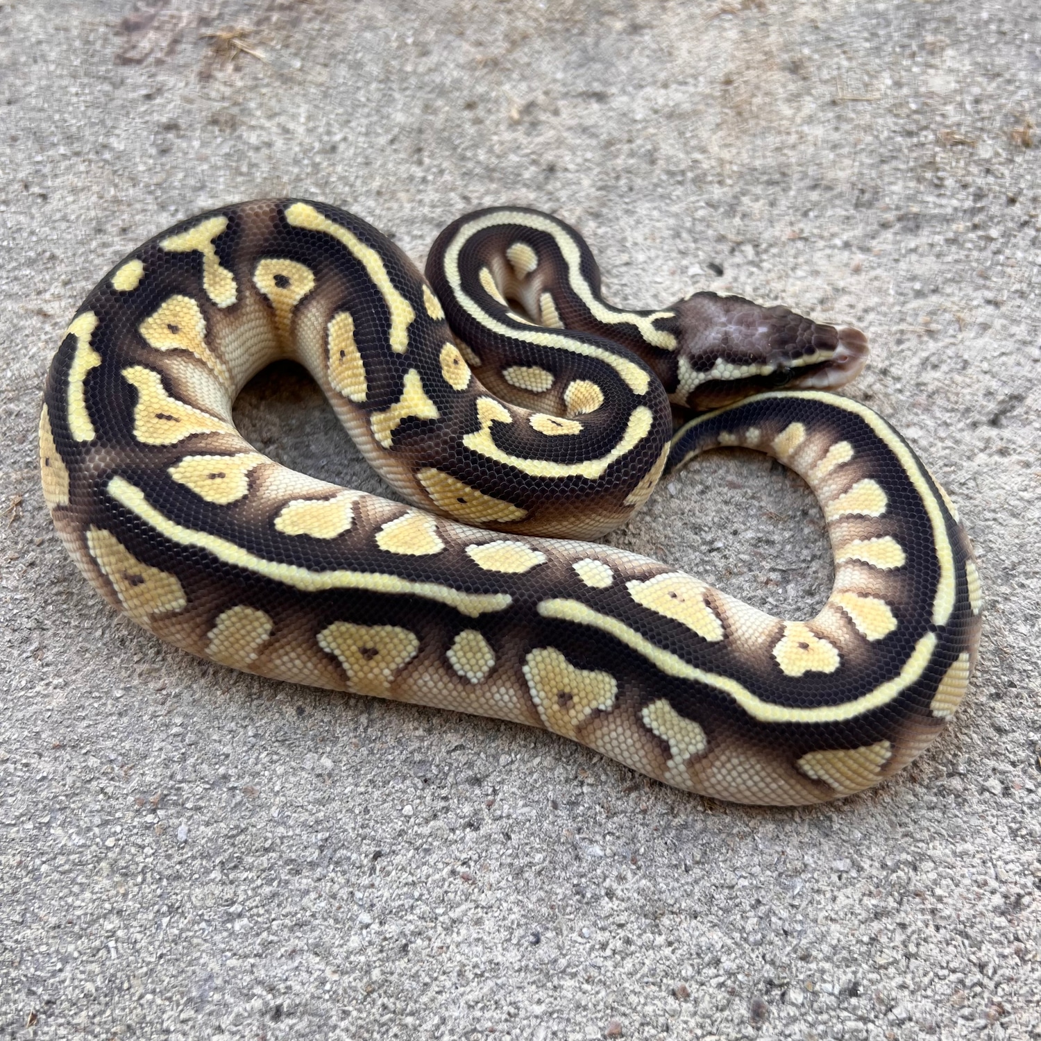 Pastel Lesser 100% Het Sahara Ball Python by Sacred Reptiles - MorphMarket