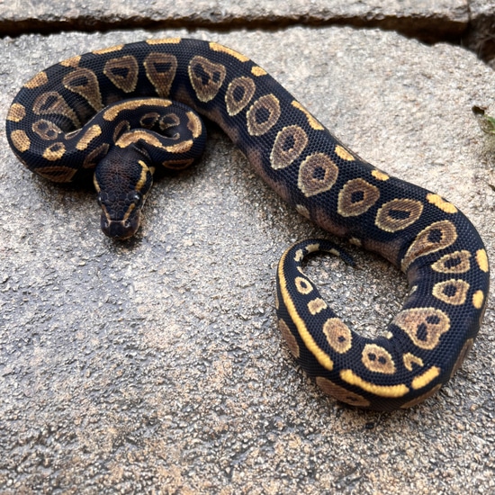 Blackhead Spotnose Ball Python by Sacred Reptiles