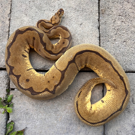 Spider Clown Ball Python by Sacred Reptiles