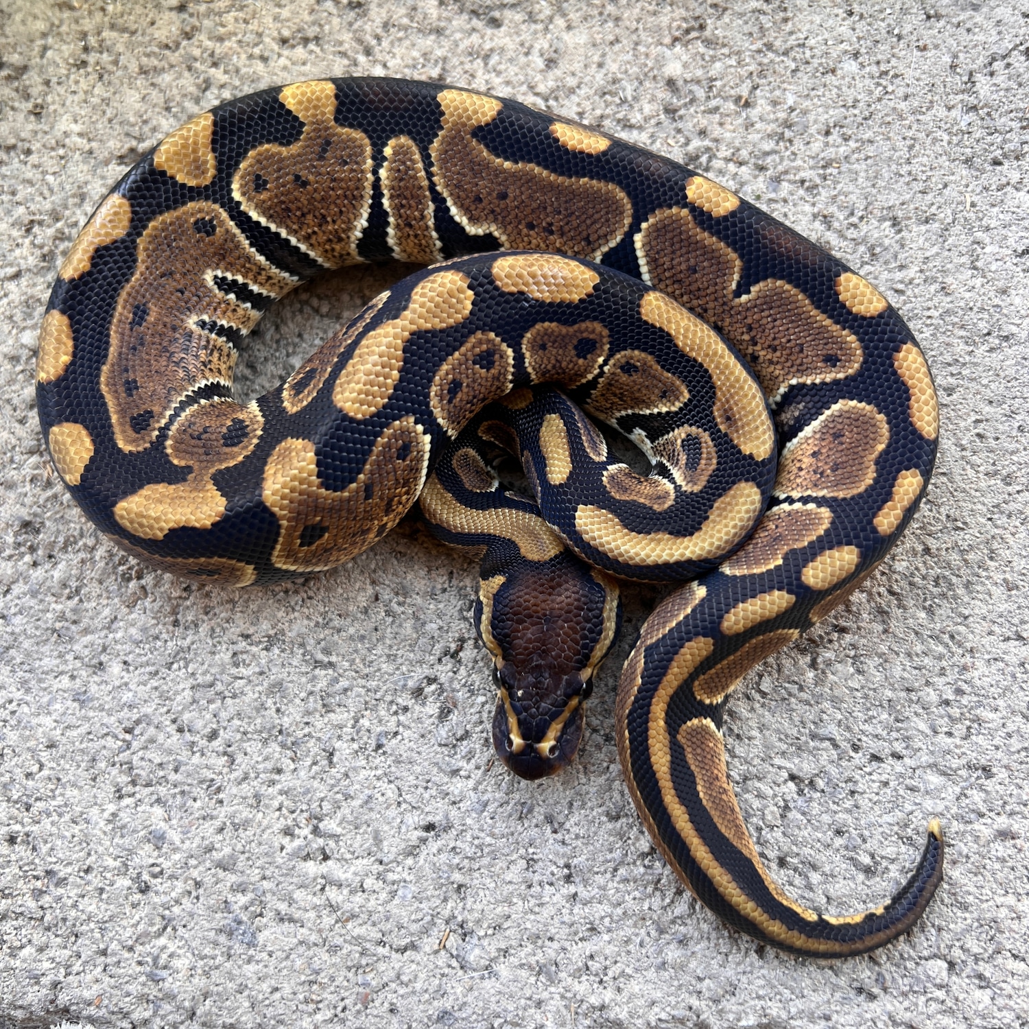 Normal 100% Het Clown 50% Poss Het Hypo Ball Python by Sacred Reptiles ...