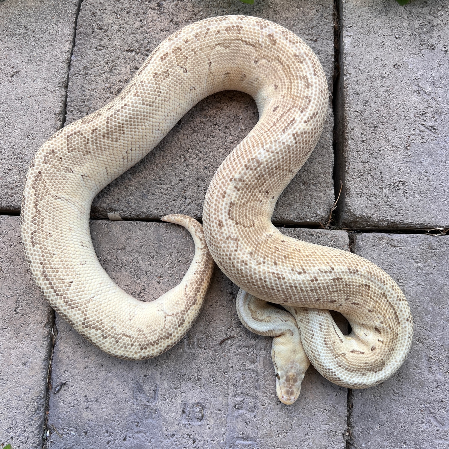 Pastel Lesser Pinstripe Poss Sacred Ball Python by Sacred Reptiles ...