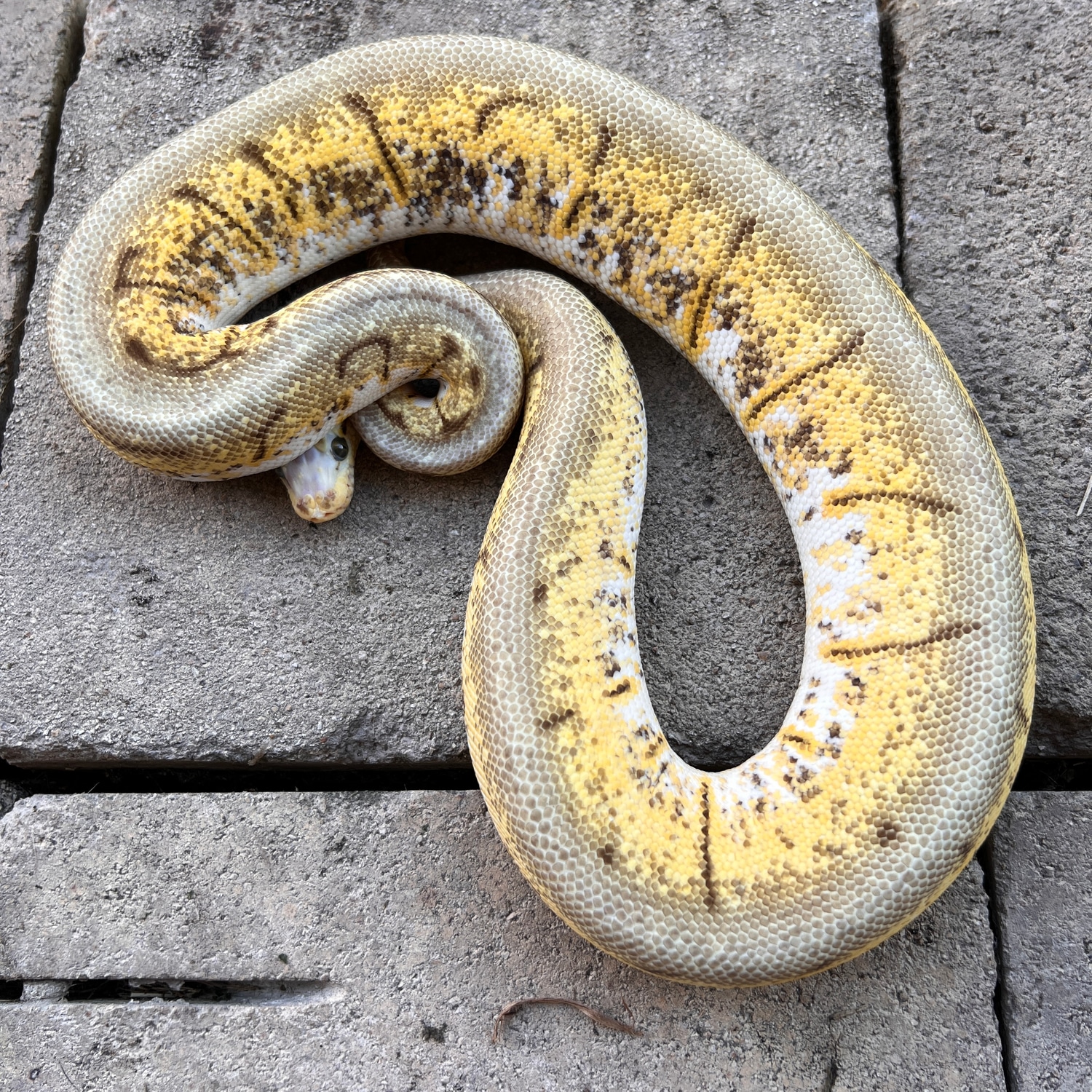 Spinnerblast Microscale Ball Python by Sacred Reptiles - MorphMarket