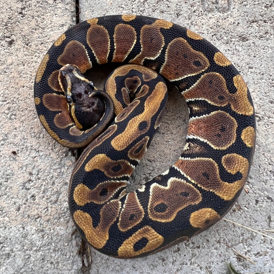 Microscale Ball Python by Sacred Reptiles