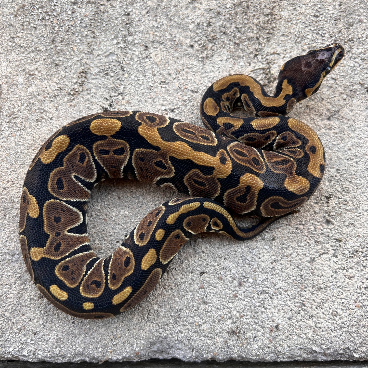Microscale Ball Python by Sacred Reptiles - MorphMarket