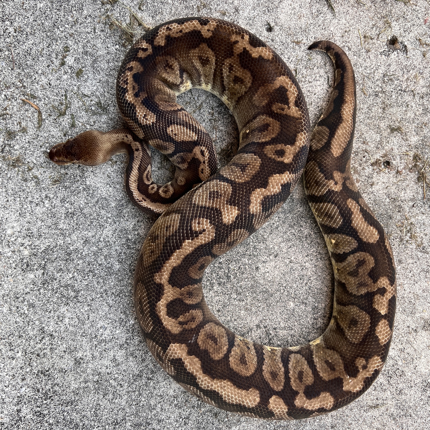 HGWG Poss Sacred Ball Python by Sacred Reptiles - MorphMarket