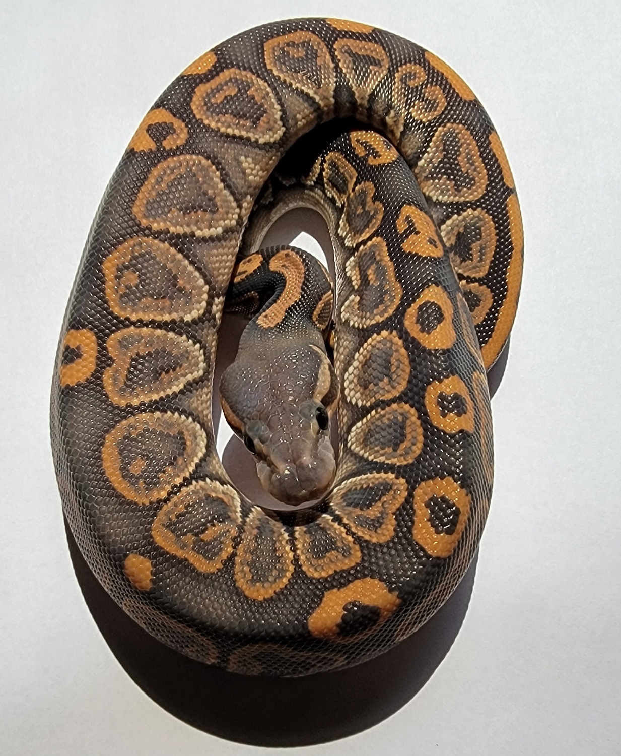 Orange Ghost Black Pastel Ball Python by Bobcat Exotics MorphMarket