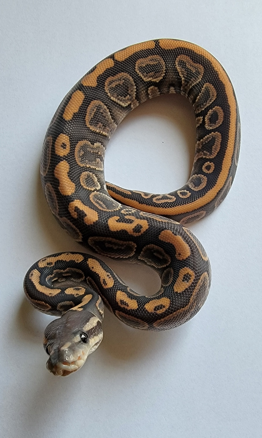 Orange Ghost Black Pastel Ball Python by Bobcat Exotics MorphMarket
