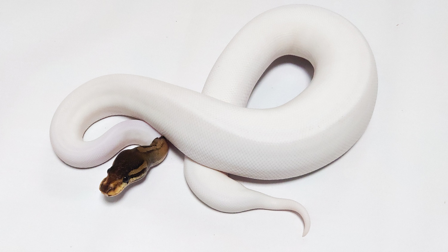 Black Pastel Piebald Ball Python by The Collectors Reptiles MorphMarket