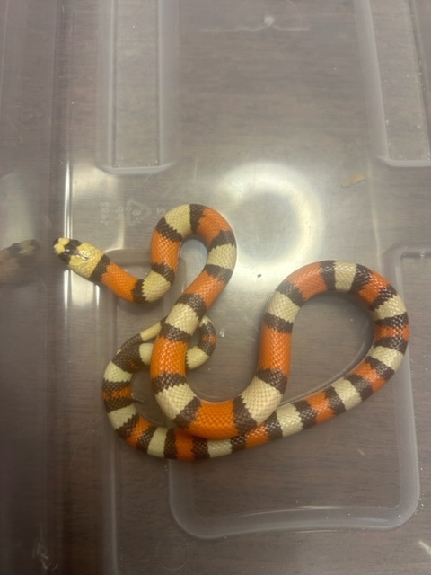 Visual Reference: Hypo Tri Color Milk Honduran Milk Snake By Graham Reptiles