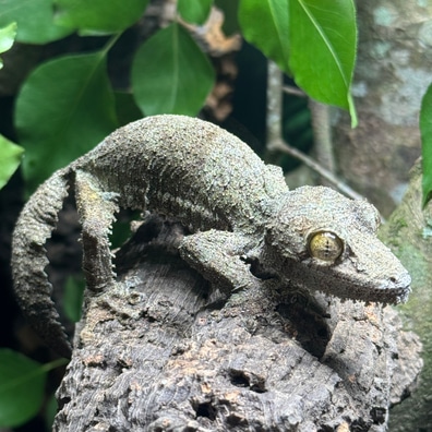 【美品】OZWRT Agave Leaf Tailed Gecko 17cm 美品】OZWRT Agave Leaf Tailed Gecko - メルカリ