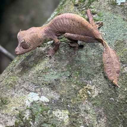 CBB - Phantasticus Leaf-Tailed Gecko
