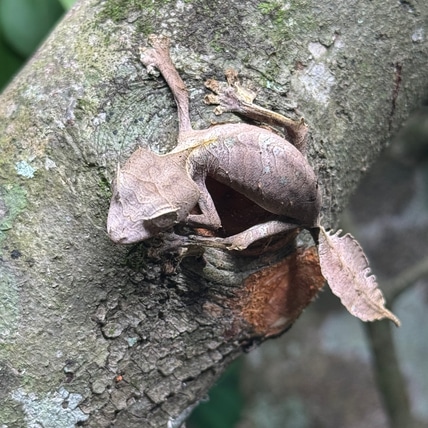 CBB - Phantasticus Leaf-Tailed Gecko