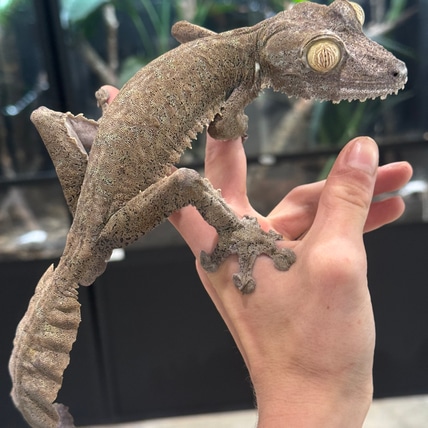 RTB U. Fimbriatus Leaf-Tailed Gecko