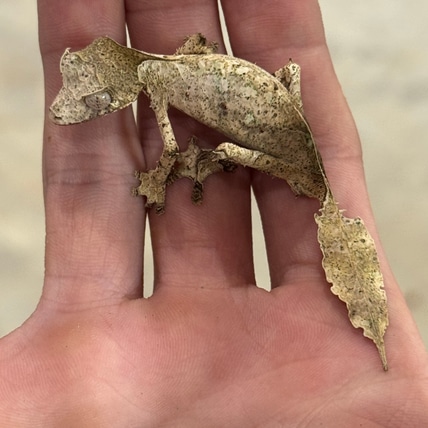 CBB Phantasticus Leaf-Tailed Gecko