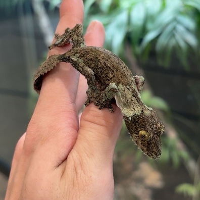 Leaf-Tailed Geckos For Sale - MorphMarket US & Canada