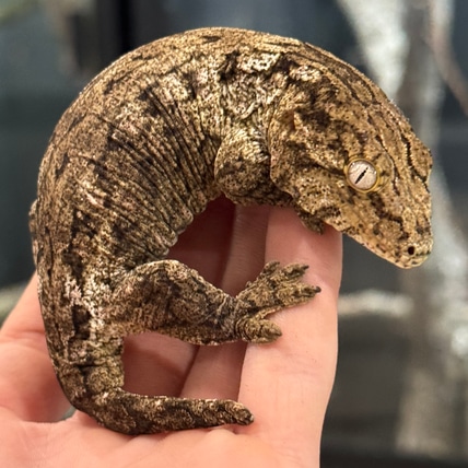 Pure) Pine Island Leachianus Gecko