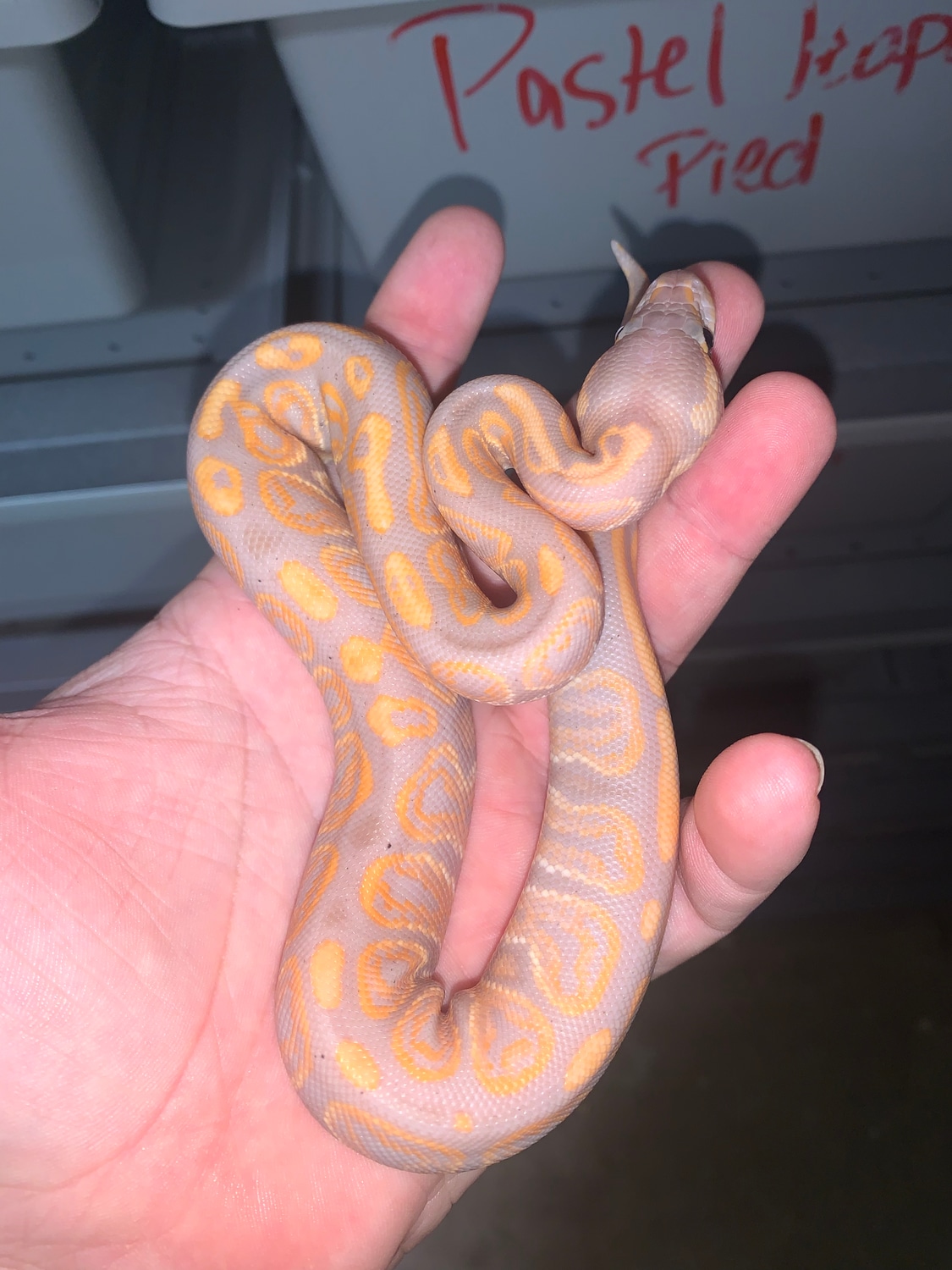 Black Pastel Banana Ball Python by Reptiles on the Ridge MorphMarket
