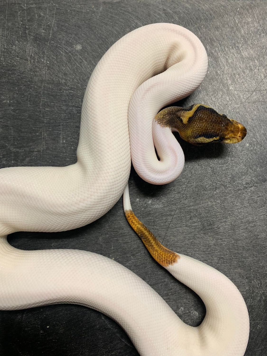 Cinnamon Enchi Piebald Ball Python by Reptiles on the Ridge - MorphMarket