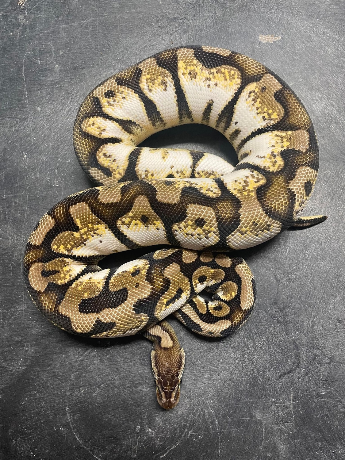 Calico Ball Python by Reptiles on the Ridge - MorphMarket