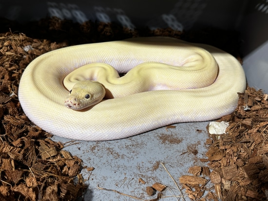 Ivory Burmese Python by McCabe Acres Reptiles