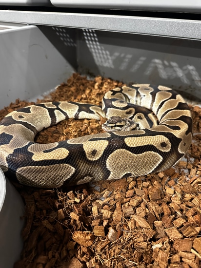 100% Het Pied Proven Breeder Ball Python by McCabe Acres Reptiles